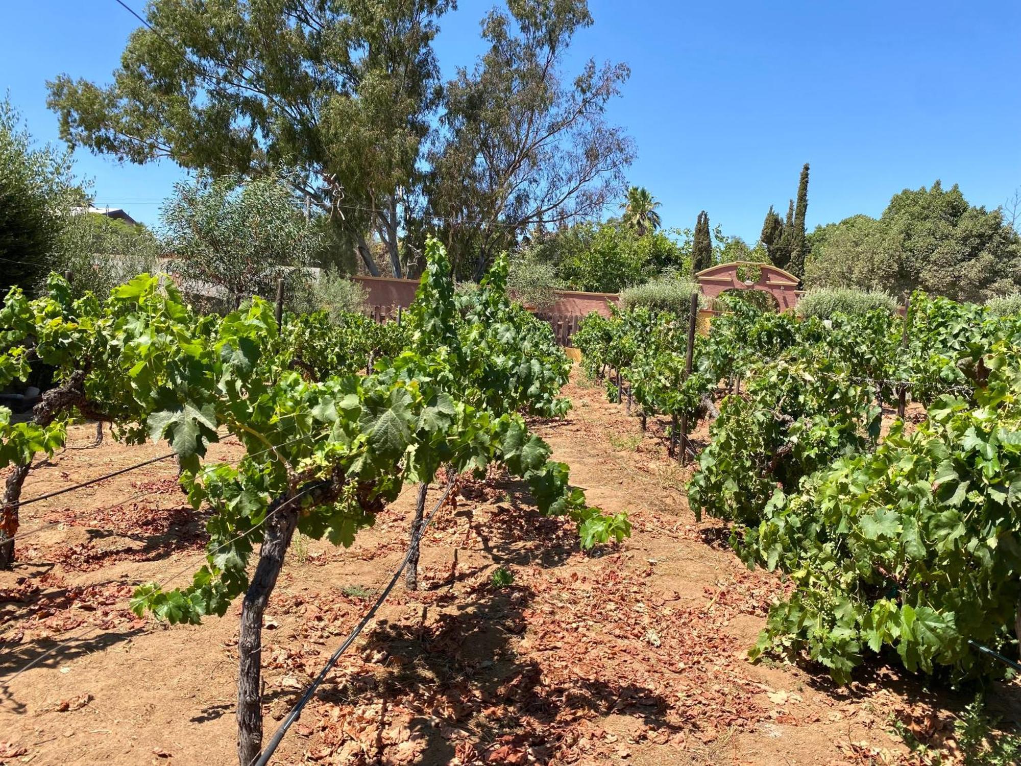 Tierra Mia Hacienda Ruta Del Vino Hotel Valle de Guadalupe Luaran gambar
